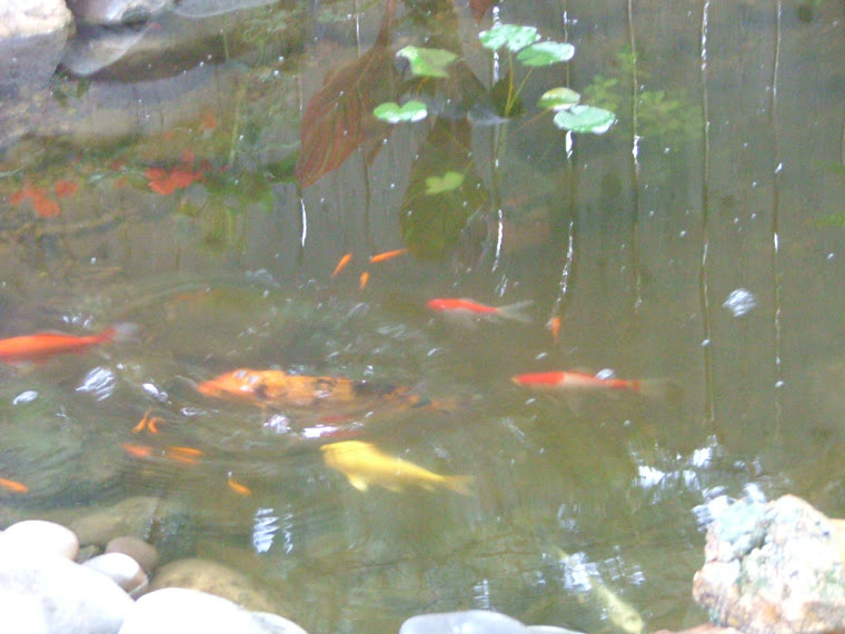 My Fish August 2008