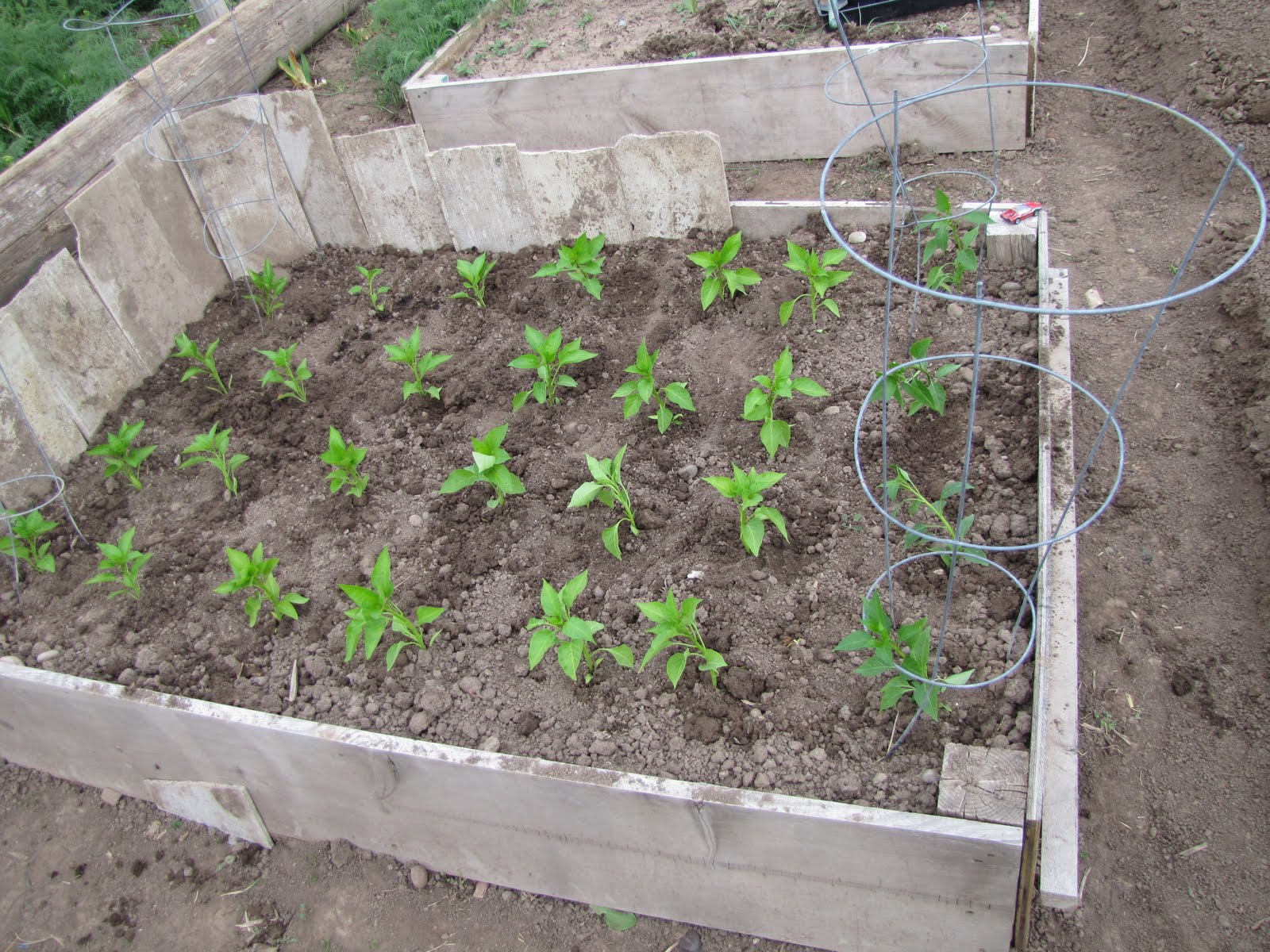 Buckets of Gardening Ideas Planting Peppers and Tomatoes