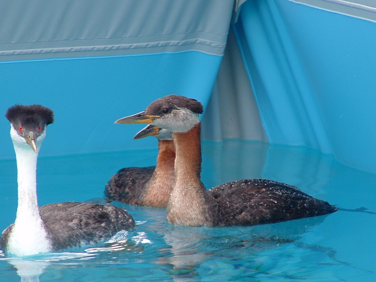 Entwined Oil Spills and Animal Hair