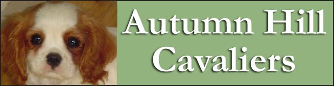 Autumn Hill Cavaliers
