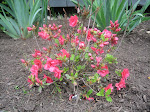 Azalea