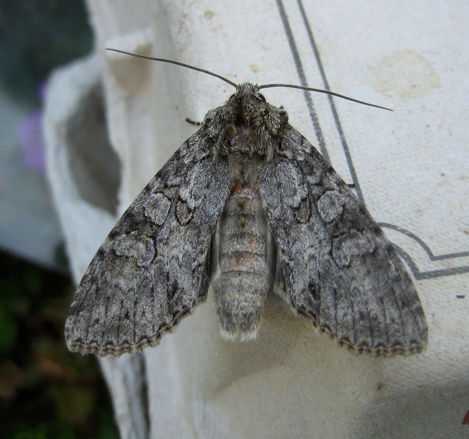 Martin's Moths Strawberry thief