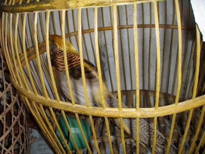 My Coral Adventures: Bali Bird Market!