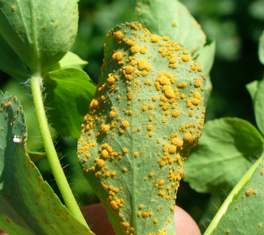 Dave Hubble's ecology spot It's fungus time!