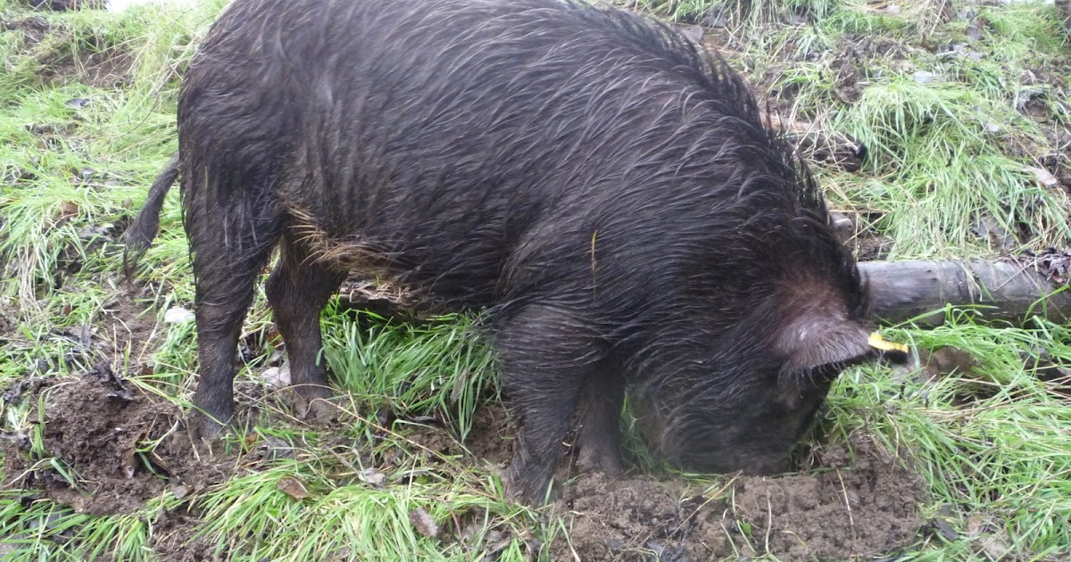 Riverdog Farm Hog Blog: European Wild Boar