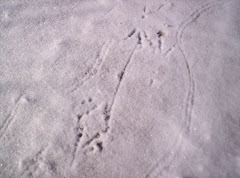 Opossum tracks