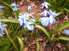 scilla siberica