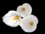 Tres flores blancas en el muladar