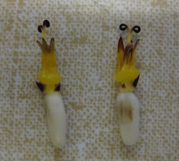 UBC Biology 343 Blog LAB 3