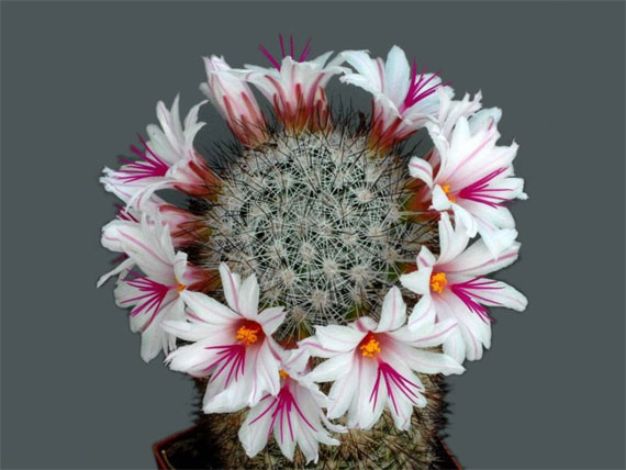 [cactus_flowers18.jpg]