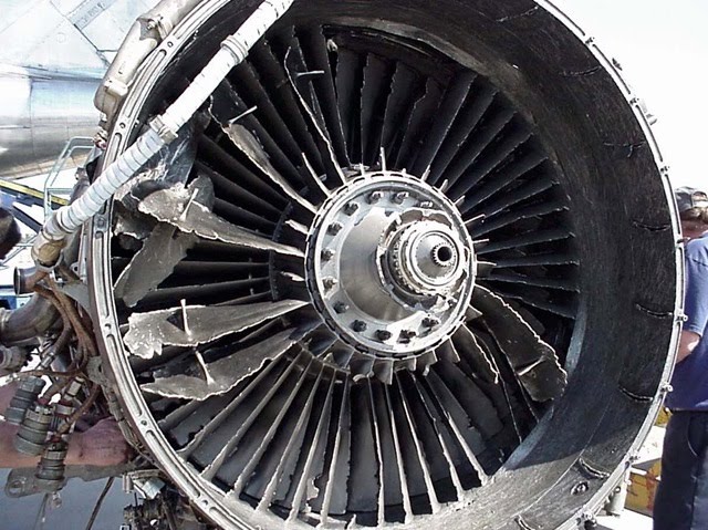 birdstrike5.jpg