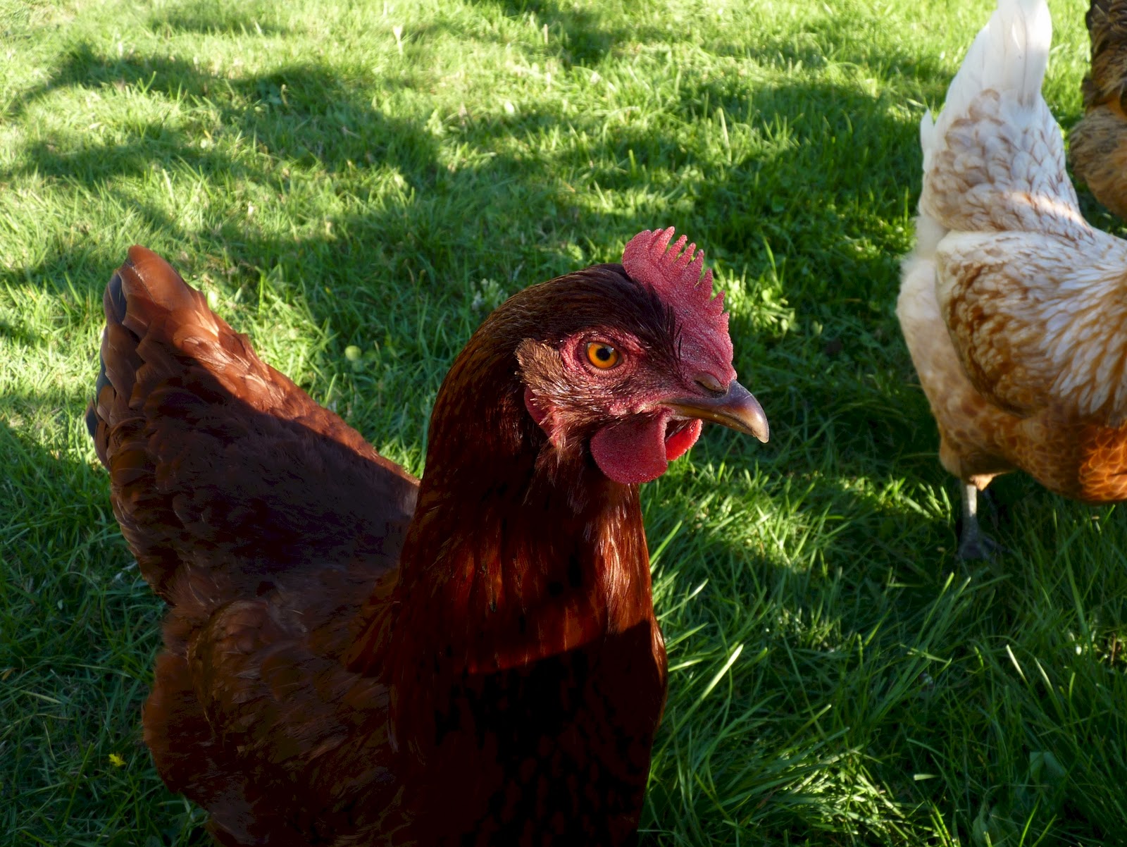 Urban Chicken Farming Legalities