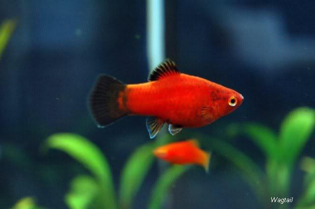 Red Fish For Aquarium - 1000 Aquarium Ideas