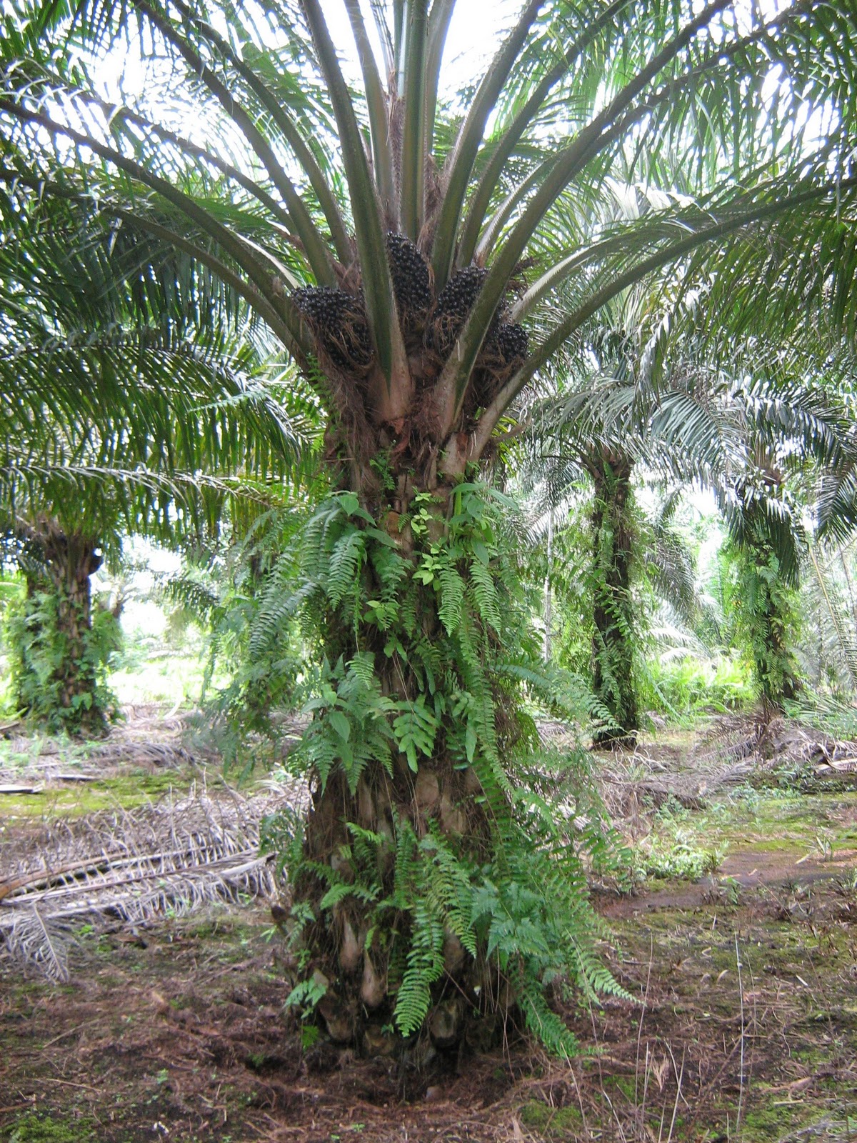 Kilang Baja Organik g3: Pokok Kelapa Sawit Setelah Mengunakan Baja ...