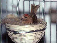 Organetta bruna sul nido