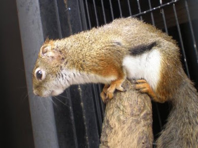 夢見ヶ崎動物公園　リス