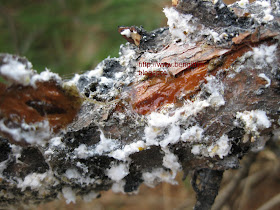 arici ali turk ve aricilik bilgileri