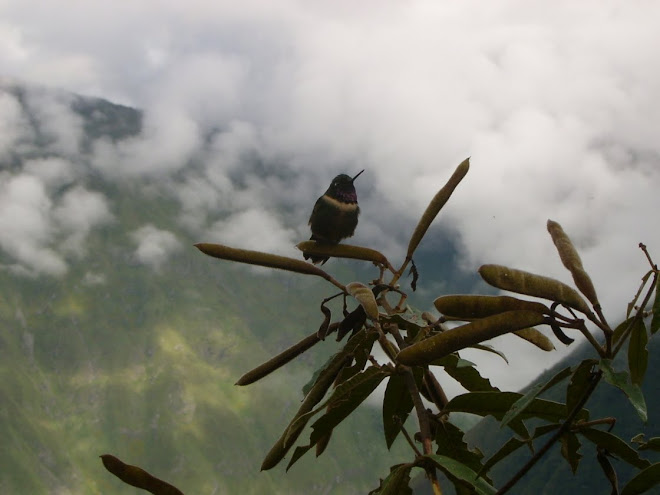 Un colibri au Machu Picchu