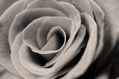 Red rose B%2BW web
