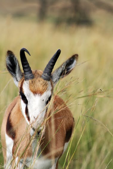 Springbok in the wind