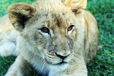 Lion cub