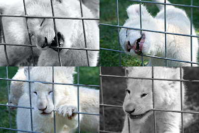 Lion+cub7 quadtych