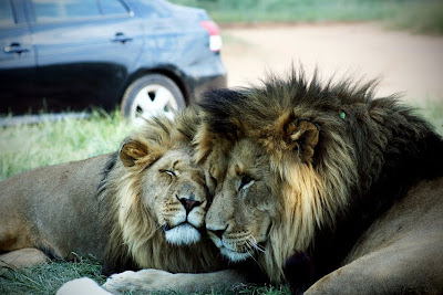 The+Brothers2 Lionpark