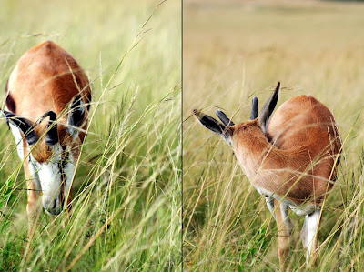 Springbok+in+the+wind diptych