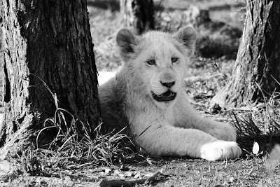 Dopey+lion+cub