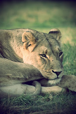 Lioness3