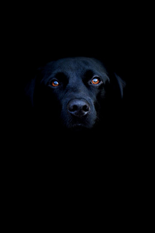 Gothic Iphone Wallpaper