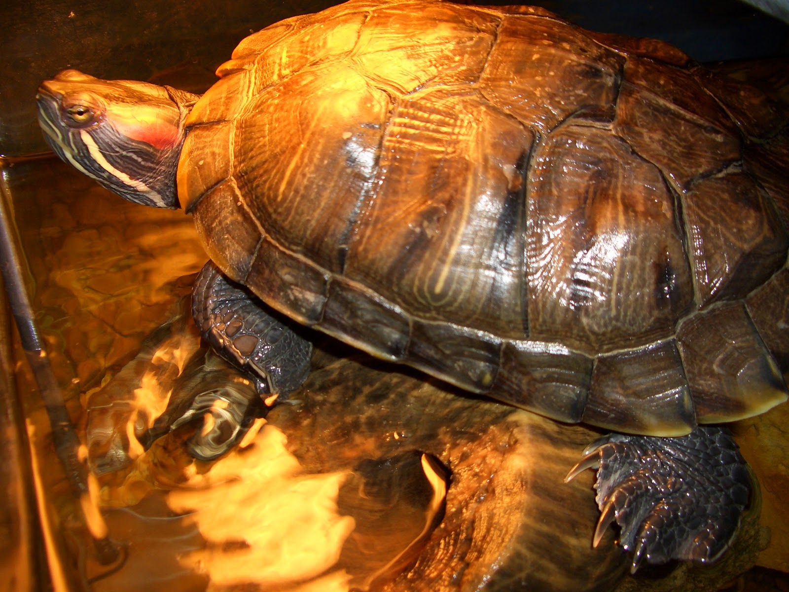 Алиса черепахи. Черепаха Алиса. Фотография черепахи Алиса. Черепах Алиса 2000. Огромная черепаха в полный рост.