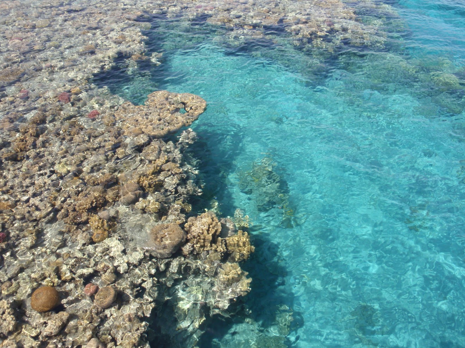красное море берег африки. обстановка в красном море сейчас. коралловые рифы дахаба. опасные рыбы красного моря шарм-эль-шейх. обстановка в красном море сейчас.