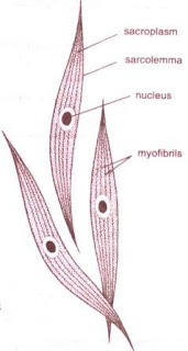 CBSE | NCERT Solutions: Class IX, Biology Smooth (Un-Striated) muscles figure