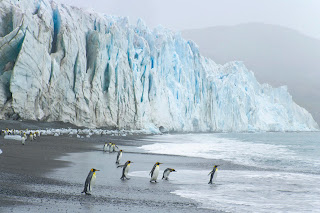 King Penguins at the Foot of Fortuna Glacier, Cumberland Sound, South Georgia Island