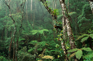 Montane Rainforest, Mount Kinabalu National Park, Borneo