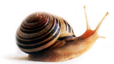 elcieloprotector: EL NIÑO Y EL CARACOL