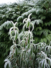 a frosty plant