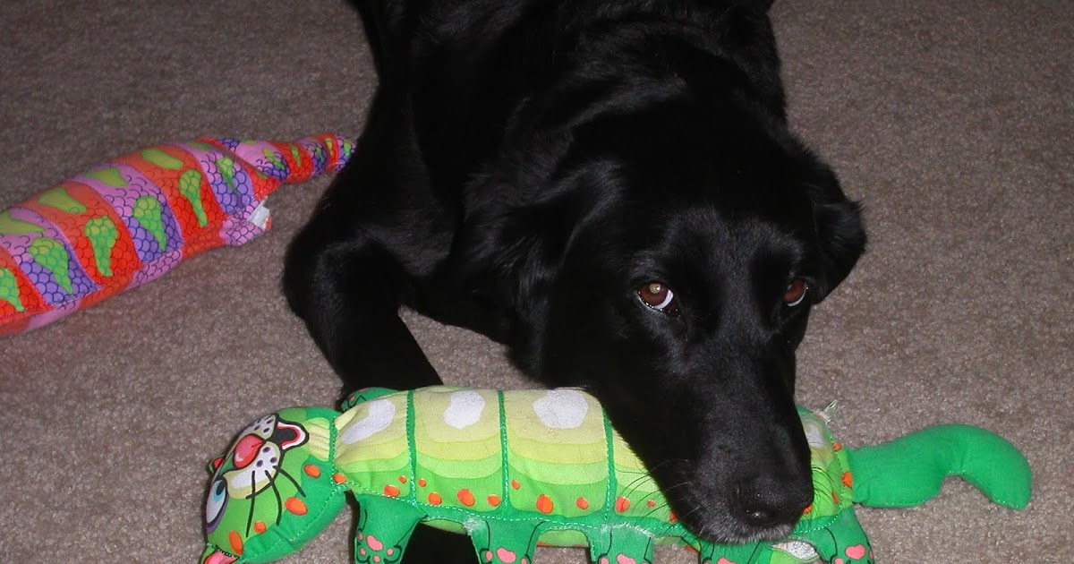 Water Bottle Cruncher Dog Toys