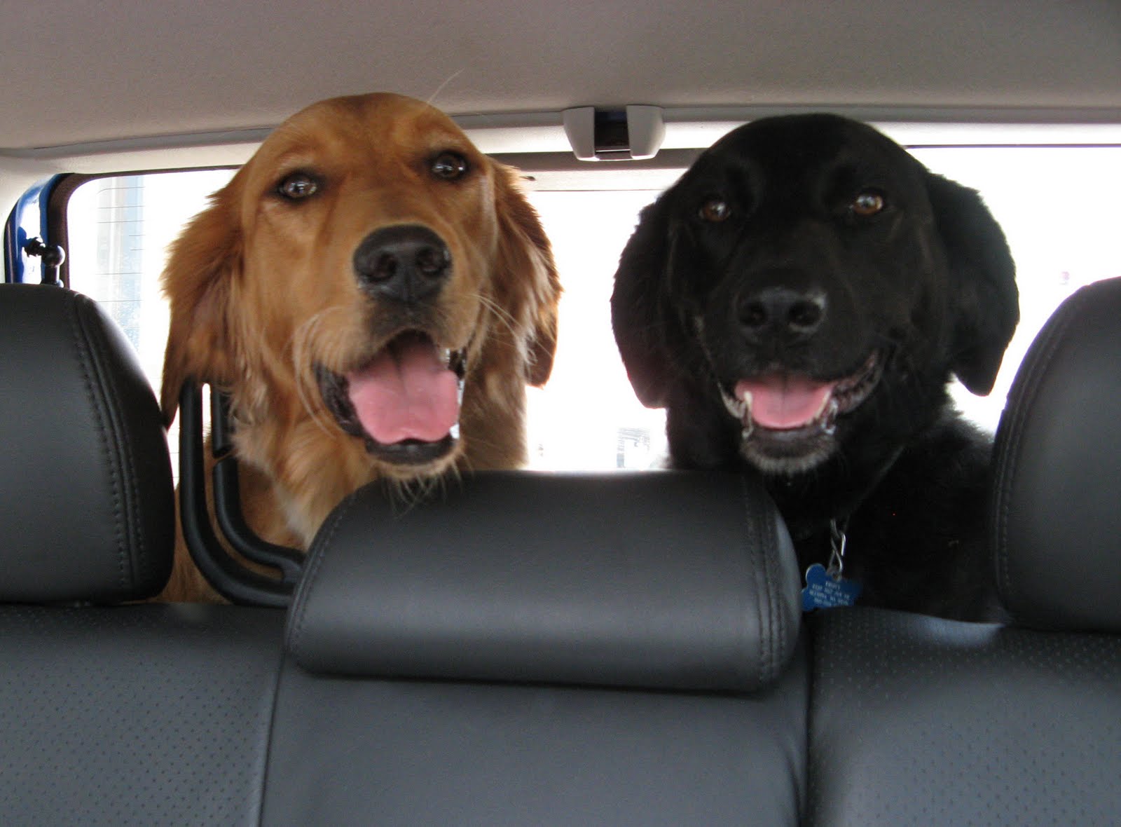 We two dogs. Собака в машине. Авто большая собака. Две собаки. Перевозка для собак.