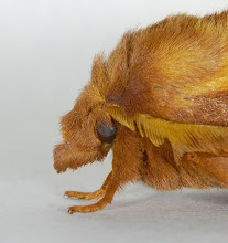 West Dunbartonshire Moths