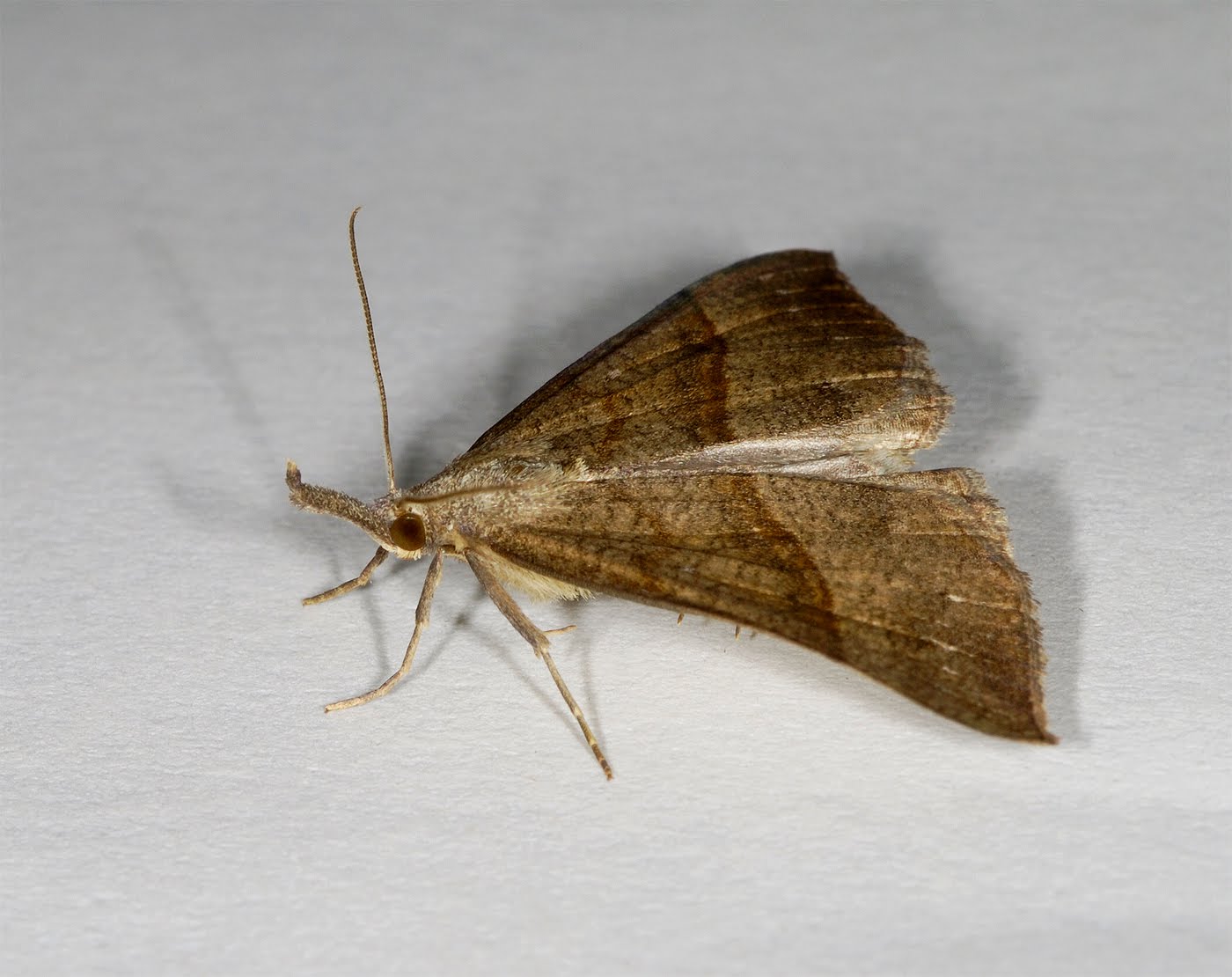 West Dunbartonshire Moth Blog: The Snout (Hypena proboscidalis)