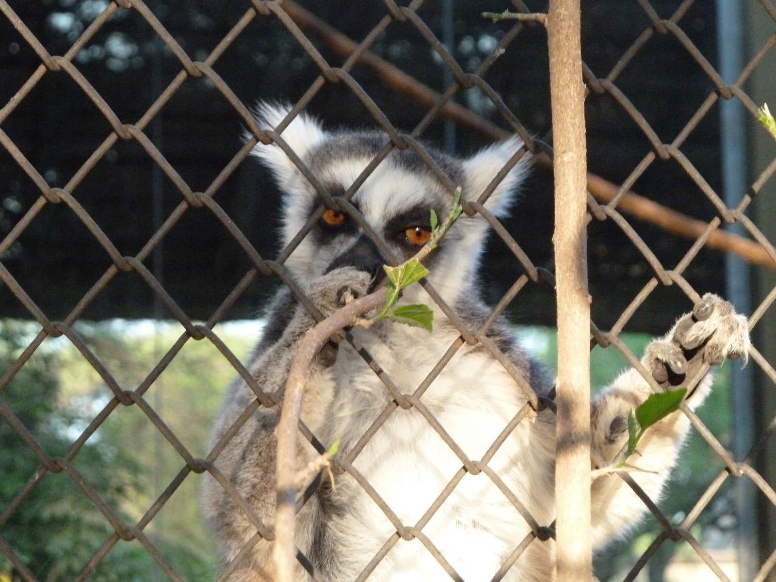 South Africa - July to October 2010: Pretoria Zoo