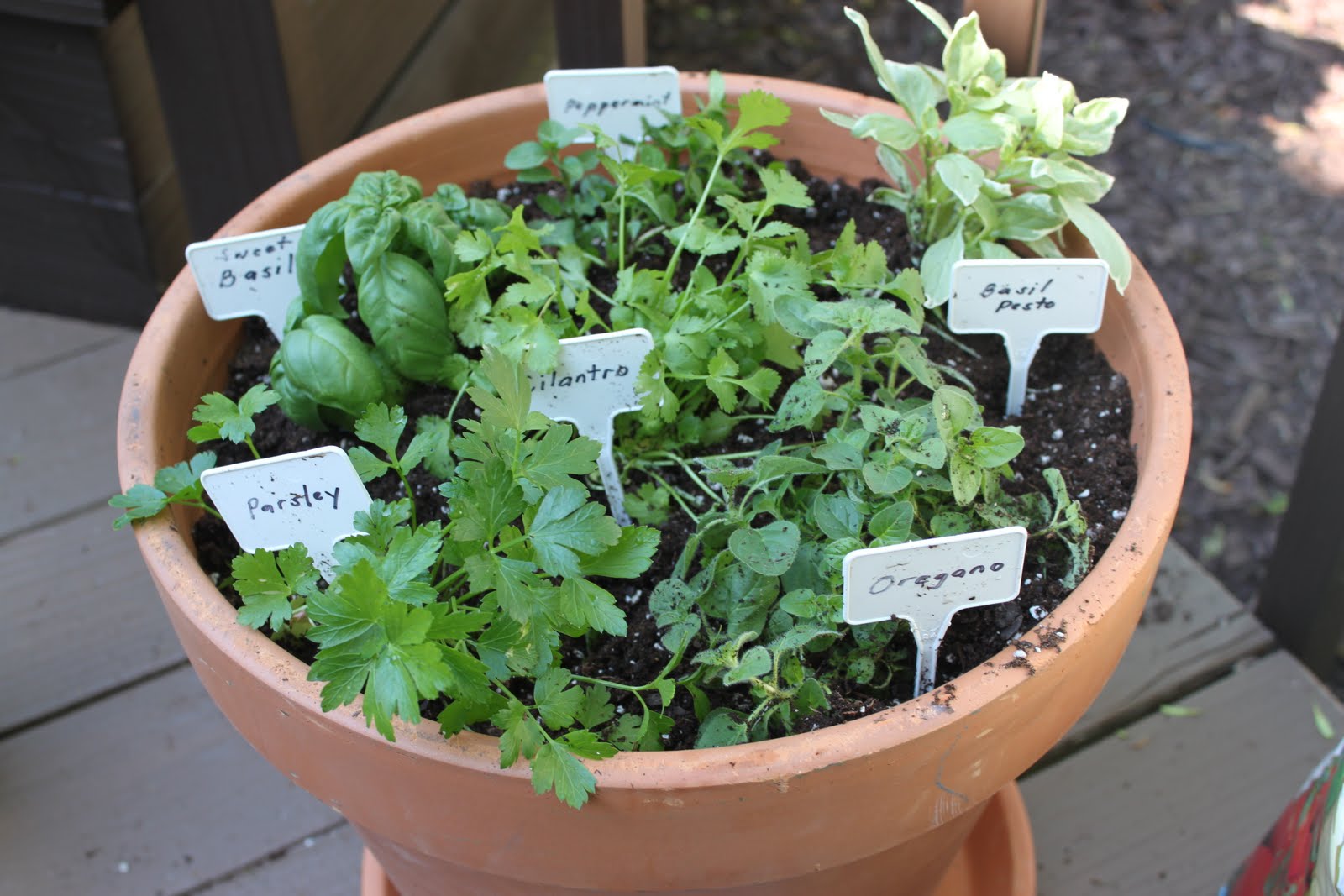 my best friend craig POTTED HERBS