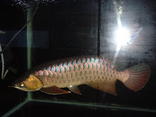Blue Base Arowana