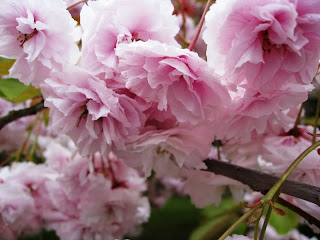 Close up of pink blossom
