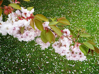 Petals on grass below bough of pink blossom