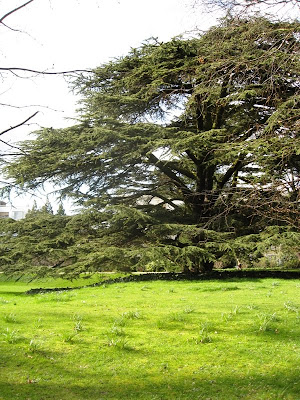 Cedar in Jephson Gardens