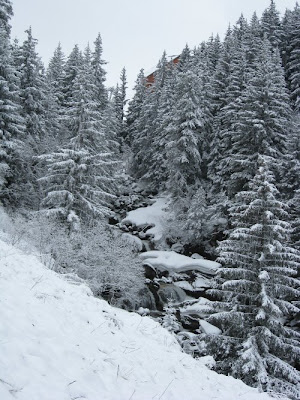 Snow scene: trees and a stream
