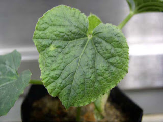 Virus-infected leaf